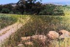 historic stagecoach road in alpine wright's field